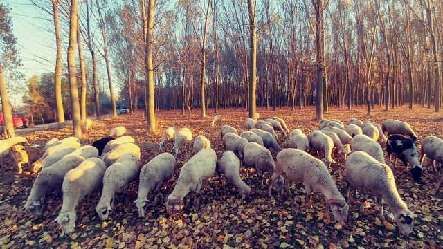 Edirne'den kısa kısa