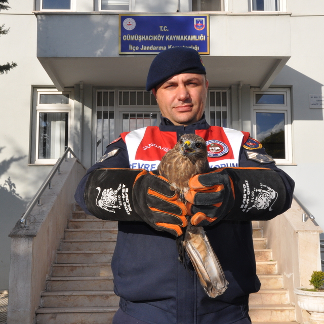 Amasya'da yaralı kızıl şahin korumaya alındı