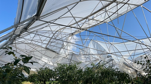 Antalya'da fırtına ve yağıştan zarar gören seralarda hasar tespit çalışması yapılıyor