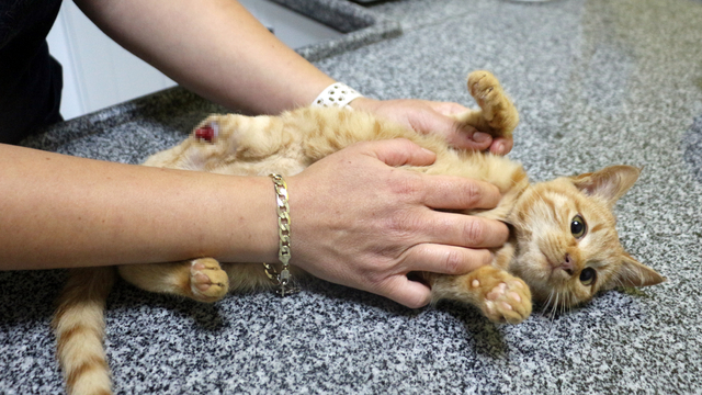Müftü Biçer'den kedi patisi kesenlere, 'Tıbbi yardım alın' çağrısı