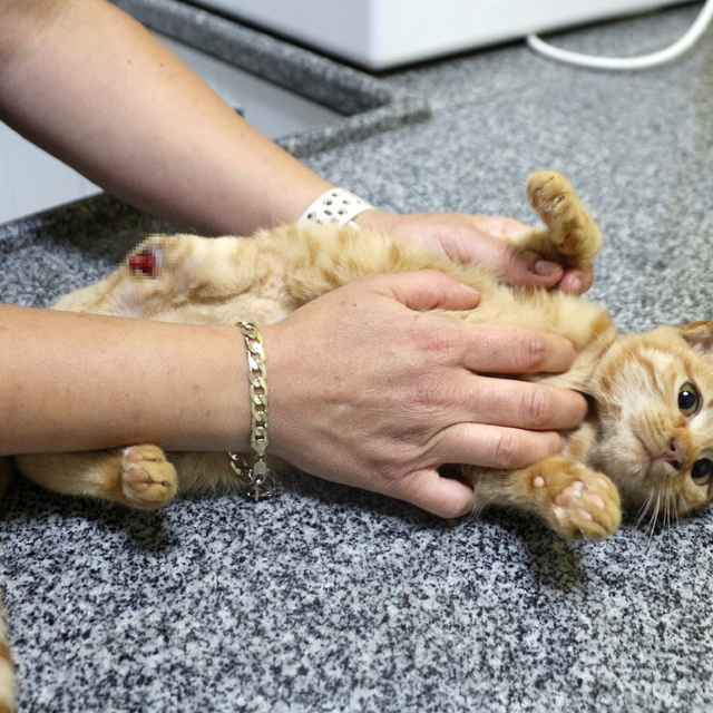 Müftü Biçer'den kedi patisi kesenlere, 'Tıbbi yardım alın' çağrısı