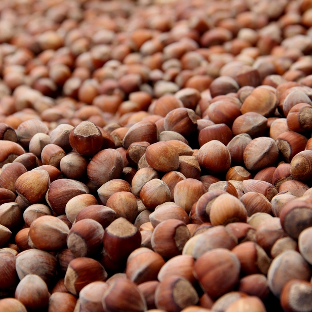 Fındıkta üçlü zarar; 250 bin ton kayıp