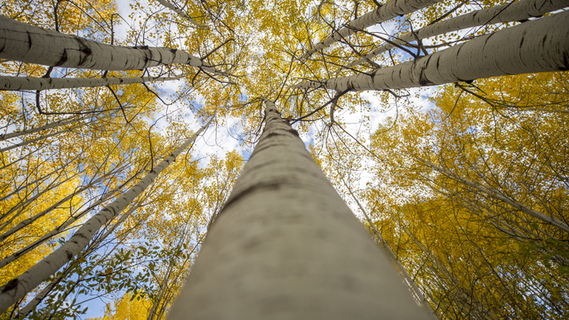Tunceli'nin zirvelerindeki ormanlar güz renklerine büründü