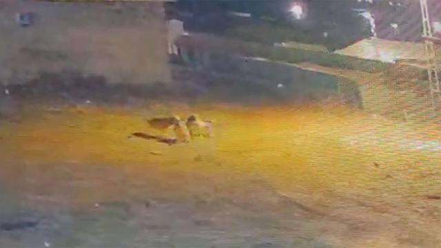 Köye inen kurtlar, köpeğe saldırdı