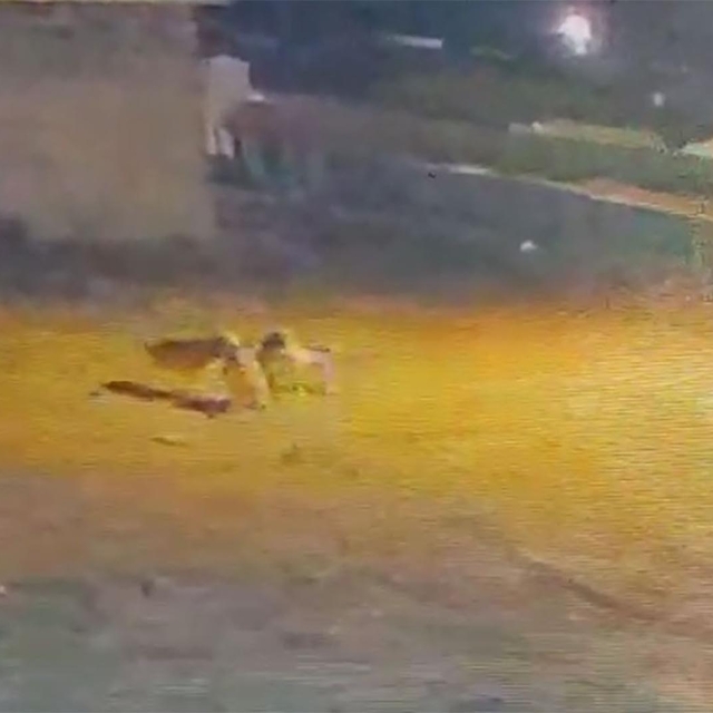 Köye inen kurtlar, köpeğe saldırdı