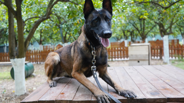 Antalya'nın ilk enkazda canlı arama sertifikalı köpeği 'Tina' oldu