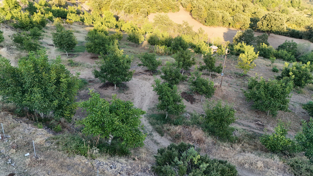 Tokat'ta cevizi zirai don vurdu: 2 bin 400 tonluk rekolte 25 tona düştü