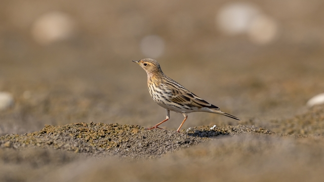 İncir kuşu DHA muhabirinin objektifine takıldı, Diyarbakır da görülme haritasına eklendi