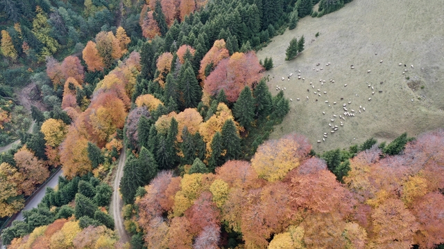 Giresun'da sonbahar renkleri hakim oldu