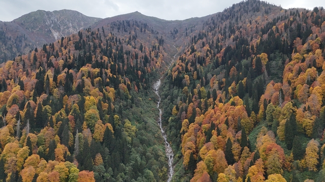 Rize'de Ayder Yaylası'nda sonbahar renkleri hakim oldu
