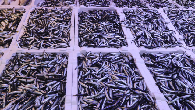 Rize'de balık tezgahlarında hamsi bolluğu yaşanıyor