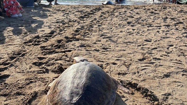 Tedavisi tamamlanan deniz kaplumbağaları denizle buluşturuldu