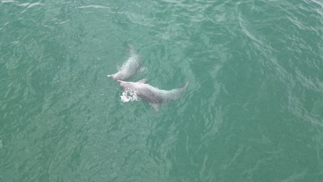 Karadeniz'de dolaşan yunuslar dronla görüntülendi
