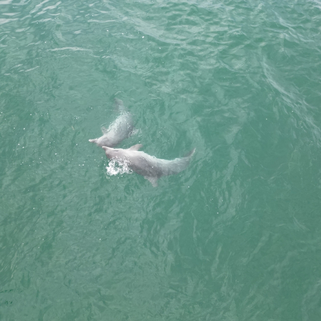 Karadeniz'de dolaşan yunuslar dronla görüntülendi