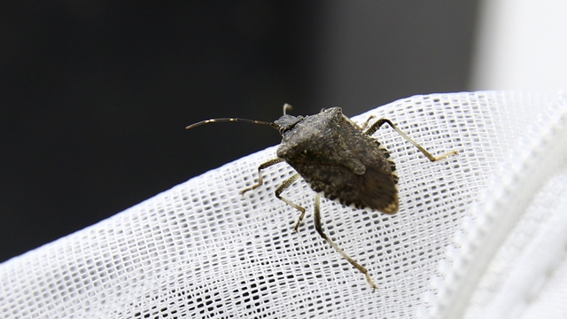 Kahverengi kokarcanın kışlaklarda yok edilmesi biyolojik mücadeleye katkı verebilir