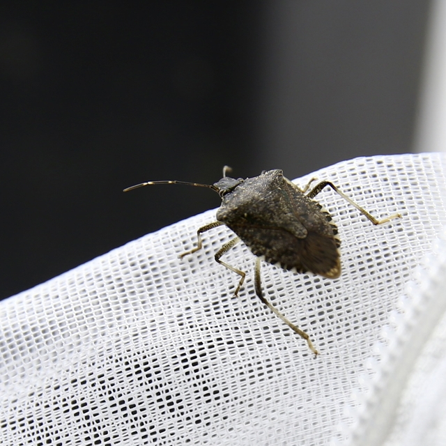 Kahverengi kokarcanın kışlaklarda yok edilmesi biyolojik mücadeleye katkı v...