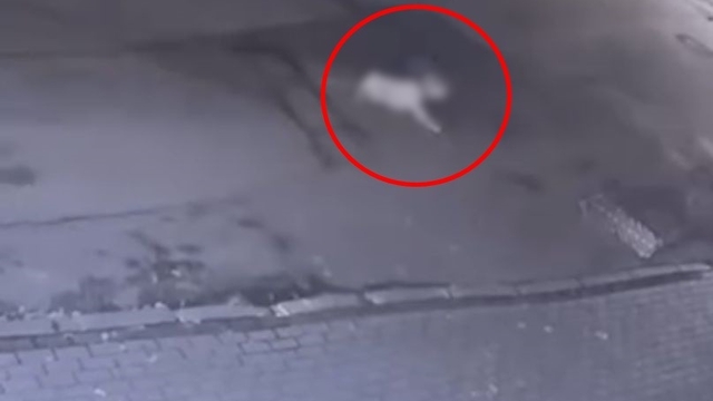 Cipiyle, sahibinin gezdirmeye çıkardığı köpeğe çarpıp kaçtı; o anlar kamerada