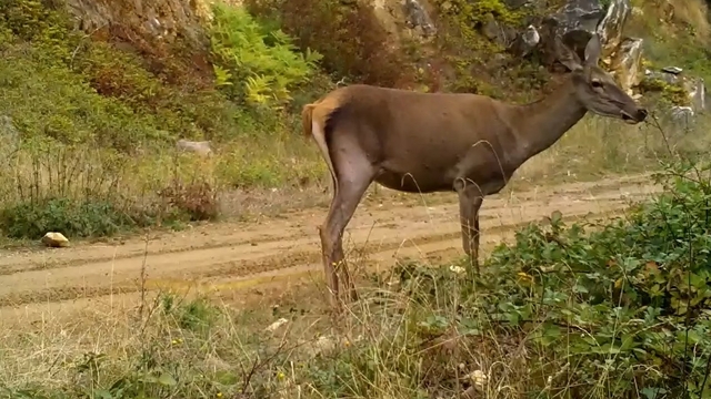 Ormanda otlayan kızılgeyik fotokapanla görüntülendi