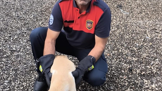 Dörtyol ilçesinde korkuluğa sıkışan köpek yavrusunu itfaiye ekibi kurtardı