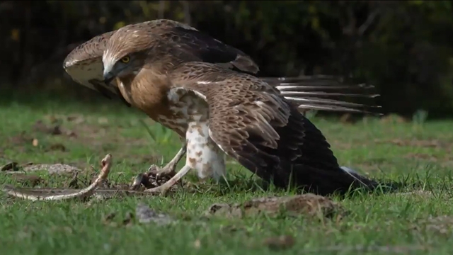 'Yılan kartalı' yılan avlarken görüntülendi