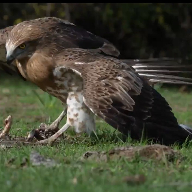 'Yılan kartalı' yılan avlarken görüntülendi