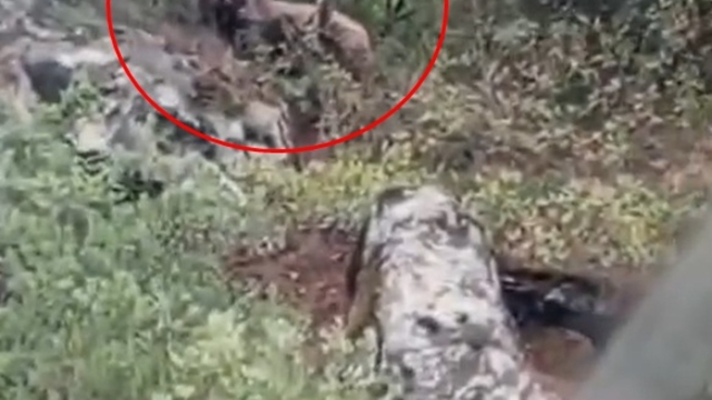 Kepçe operatörü ormanda ayı görüntüledi; kaymakamlık uyarı yaptı