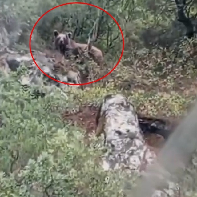 Kepçe operatörü ormanda ayı görüntüledi; kaymakamlık uyarı yaptı