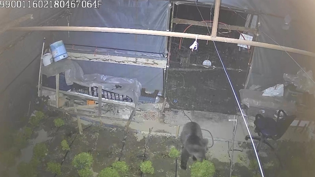 Girdiği serada marulları yiyen yavru bozayı kamerada