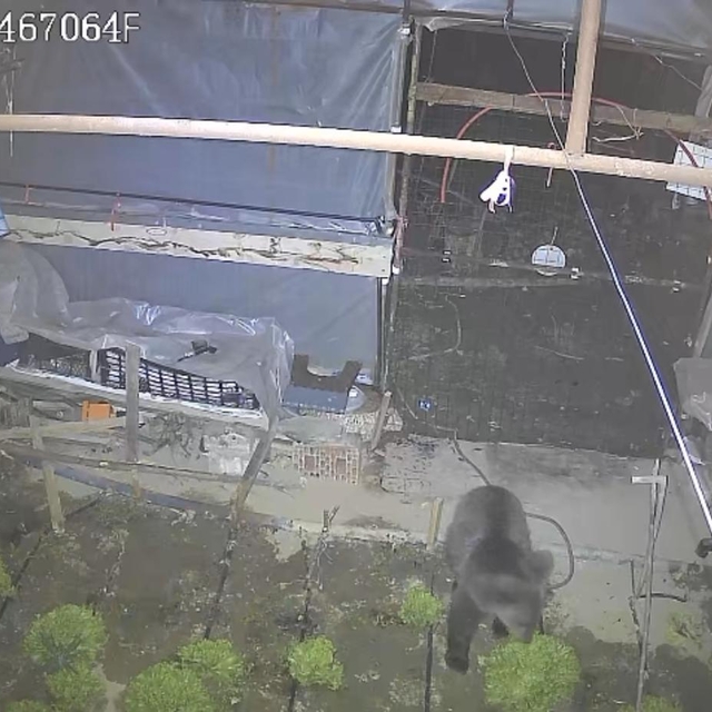 Girdiği serada marulları yiyen yavru bozayı kamerada