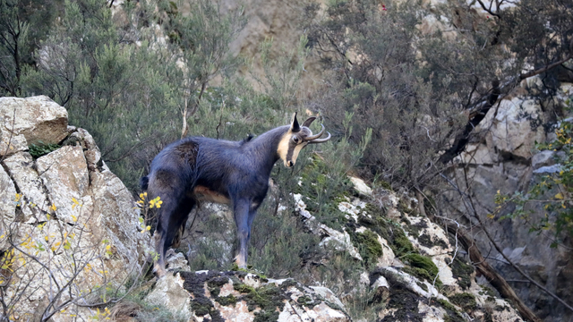 Gümüşhane'de çengel boynuzlu dağ keçileri görüntülendi