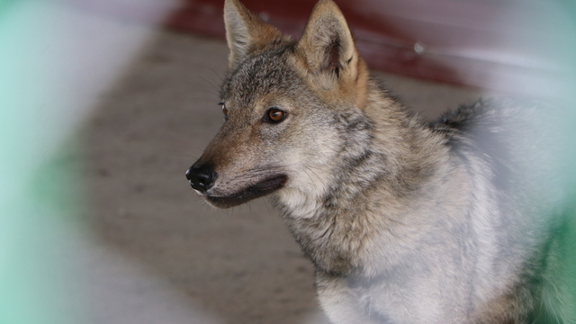 Uzmanından alıkonulan yaban hayvanlarıyla ilgili uyarı: Evcilleştirme, milyonlarca yıllık bir süreç