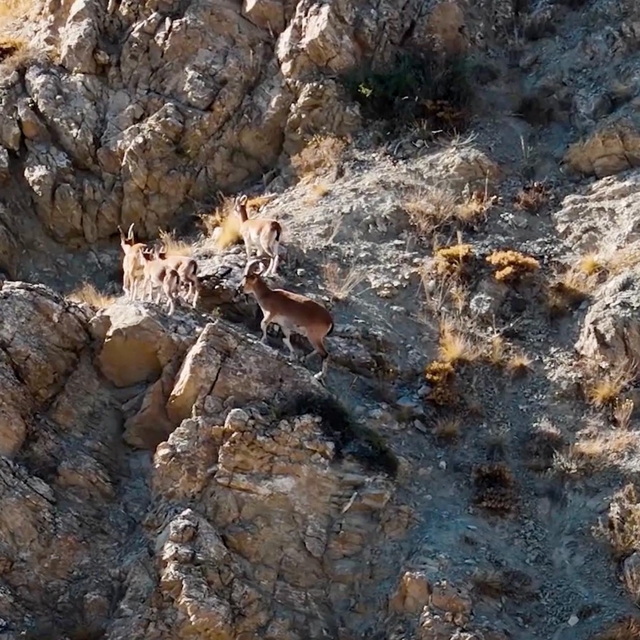 Munzur Dağları'ndaki yaban keçileri dron kamerasında