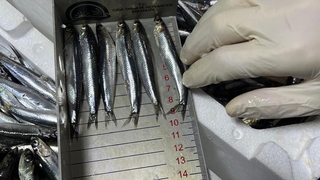 19 Mayıs ilçesinde avlanan balıklar kontrol ediliyor