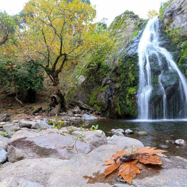 Yunt Dağları'ndaki ağaçlar hazan rengine büründü