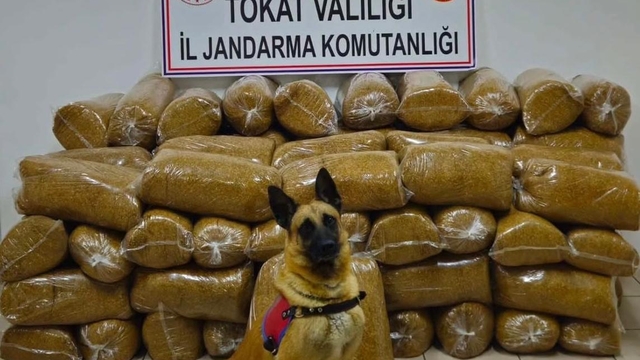 Tokat'ta düzenlenen operasyonda 450 kilogram kaçak tütün ele geçirildi