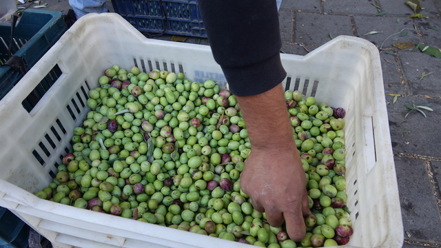 Edremit Körfezi'nde "kırma zeytin" mesaisi başladı