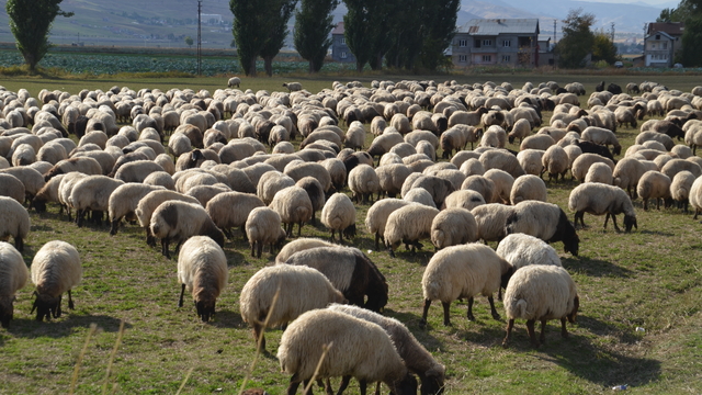 Göçerlerin yaylalardan dönüş yolculuğu sürüyor
