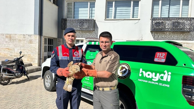 Kilis'te yaralı bulunan kızıl şahin koruma altına alındı