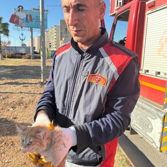 Mardin'de ağaçta mahsur kalan kedi itfaiye ekiplerince kurtarıldı