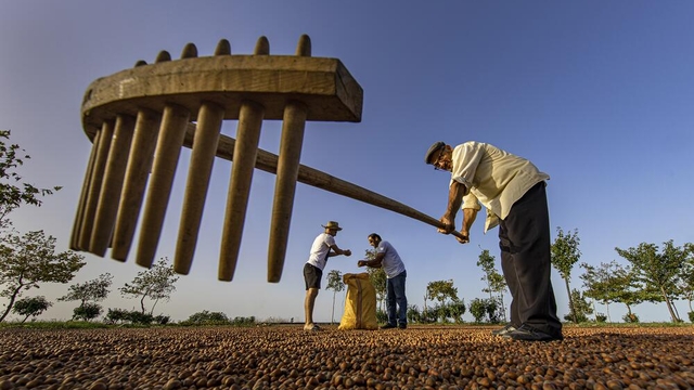 3'lü kıskaçtaki fındıkta kuraklığa karşı 'sulama sistemi' önerisi