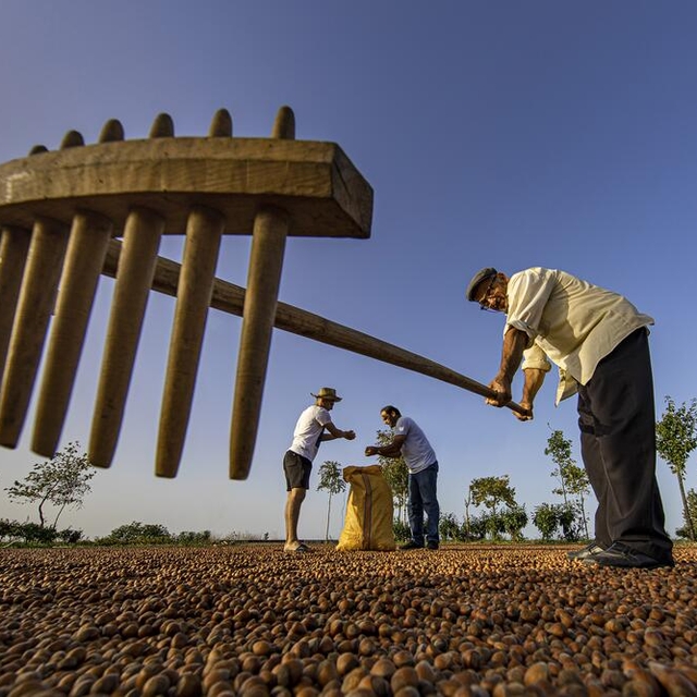 3'lü kıskaçtaki fındıkta kuraklığa karşı 'sulama sistemi' önerisi