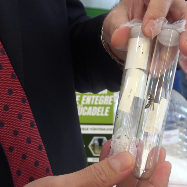 Samuray arısı, eşek arısı değil; kahverengi kokarcanın doğal düşmanı