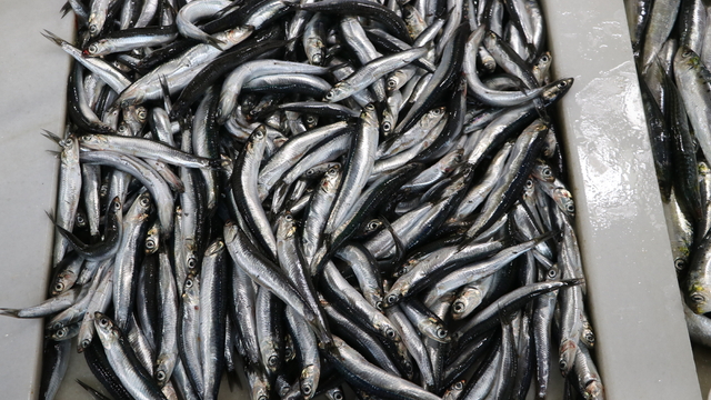 Karadeniz hamsisi Tekirdağ'da tezgahlardaki yerini aldı