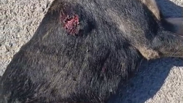 Tabanca ile vurulan sahipsiz köpek öldü