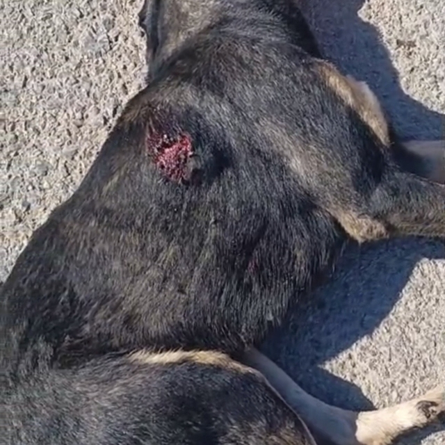 Tabanca ile vurulan sahipsiz köpek öldü