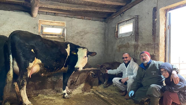 Genetik mühendislikle süt alerjisi taşımayan buzağılar dünyaya geldi