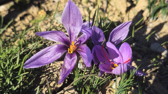Afyonkarahisar'da safran hasadı yapıldı