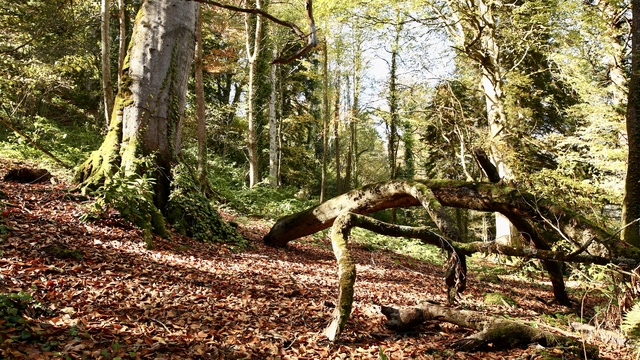 Doğal güzellikleriyle ünlü Giresun'un Dereli ilçesinde güz renkleri hakim oldu
