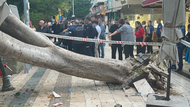 Antalya'da ağaç 5 otomobilin üzerine devrlidi