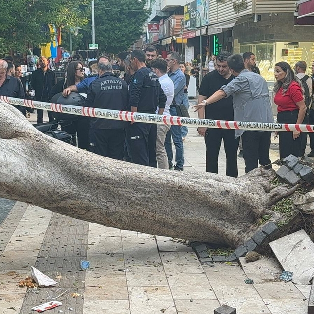 Antalya'da ağaç 5 otomobilin üzerine devrlidi